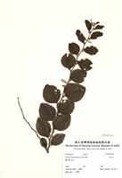 藏品(馬甲子)的圖片